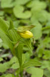 Yellow lady's slipper